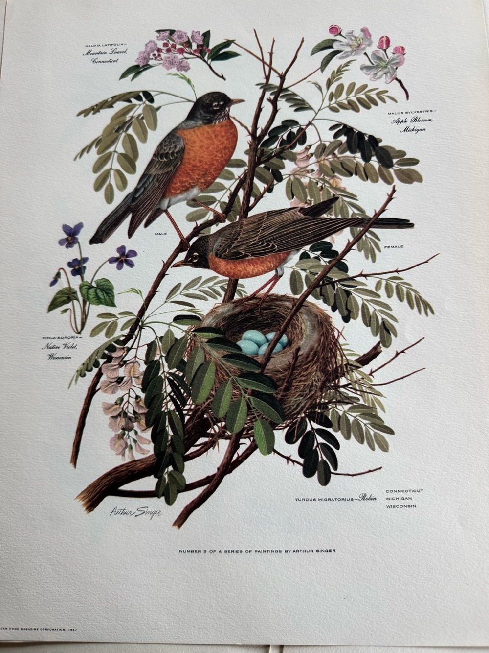 Botanical Art Prints Featuring 10 prints - Picture 7 of 12